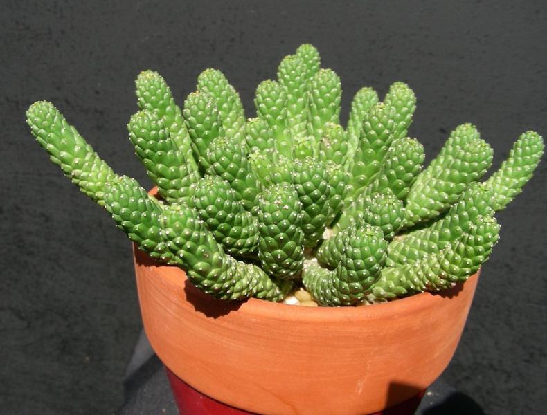 Euphorbia colliculina. Seedling.