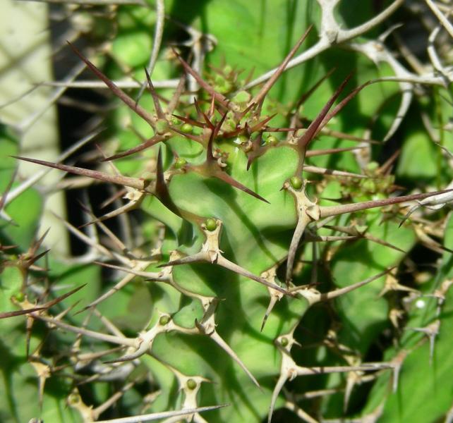 Euphorbia pseudoburuana. Detail