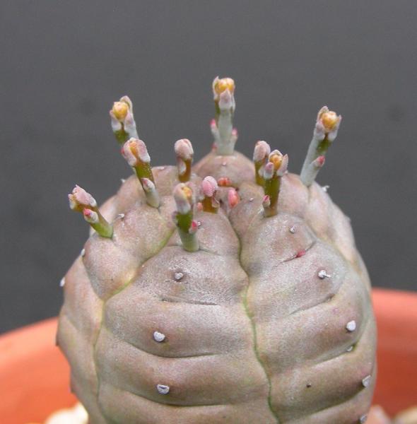 Euphorbia juglans. Detail.