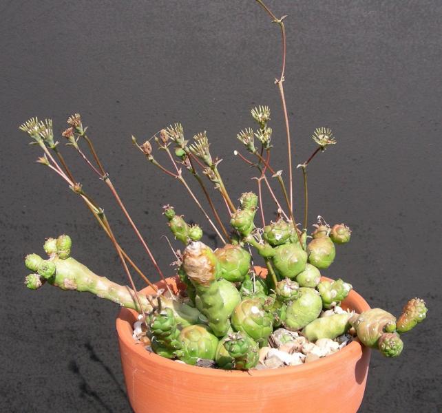 Euphorbia globosa. Seedling.