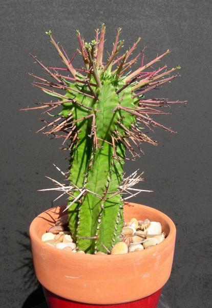 Euphorbia horrida v noorsveldensis. Rooted offset number 2.