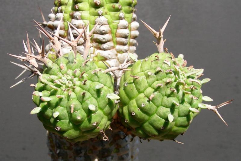 Euphorbia stellaspina. Detail.