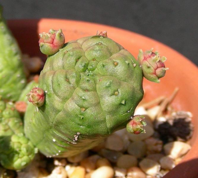 Euphorbia pseudoglobosa. Detail.