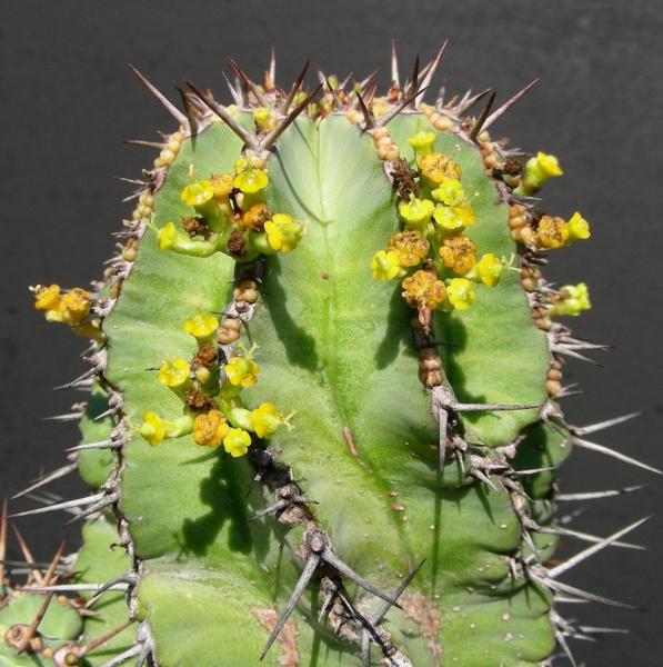 Euphorbia fruiticosa. Detail.