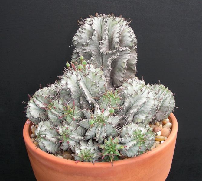 Euphorbia polygona v. Snowflake. Rooted offset. Female