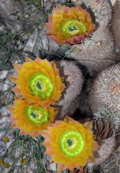 Echinocereus dasyacanthus