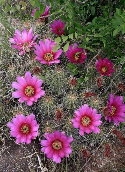 Echinocereus stramineus