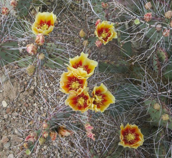 Opuntia azurea var. parva