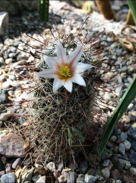 Mammillaria dioica (2015-Sep01).jpg