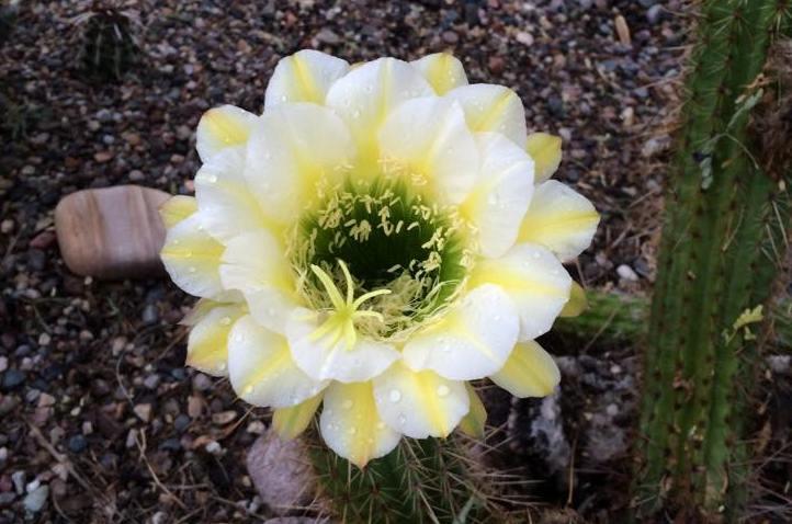 Echinopsis 'June Noon' (2015-Sep02).jpg