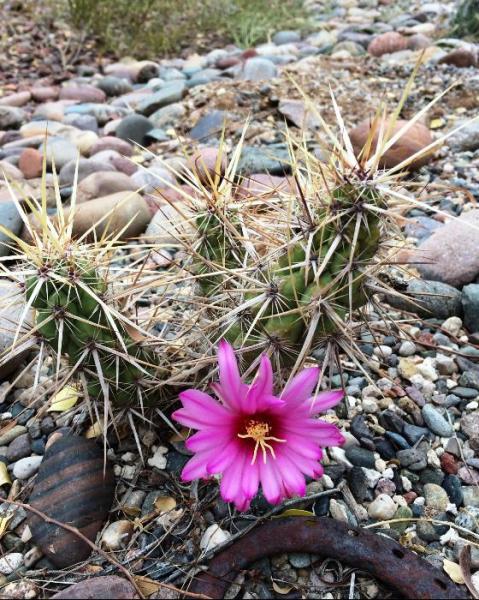 Echinocereus brandegeei (2015-Sep21).jpg