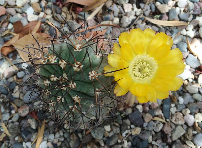 Acanthocalycium glaucum (2015-Sep22)B.jpg