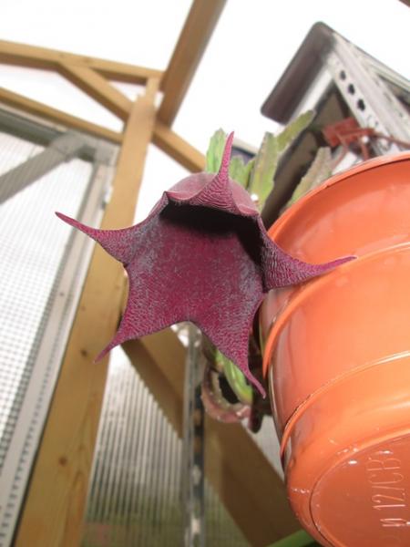 Stapelia leendertziae