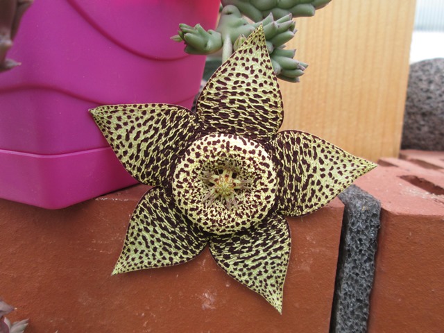 Orbea variegata