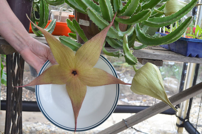 stapelia-gigantea.jpg