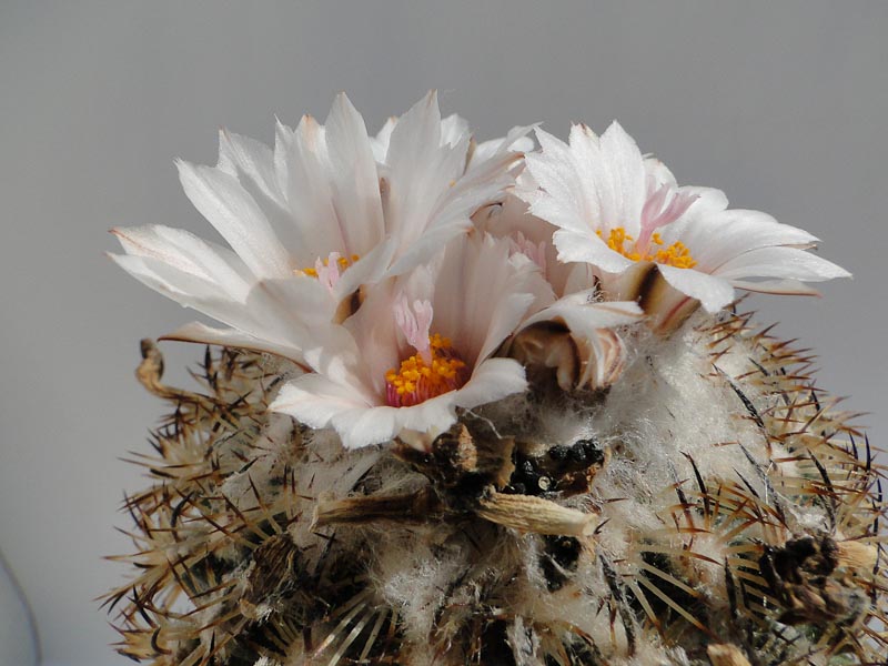 Turbinicarpus isabelae 2012 April28-1.jpg