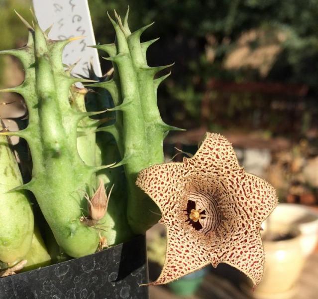 Huernia saudi-arabica (2015-Sep27).jpg