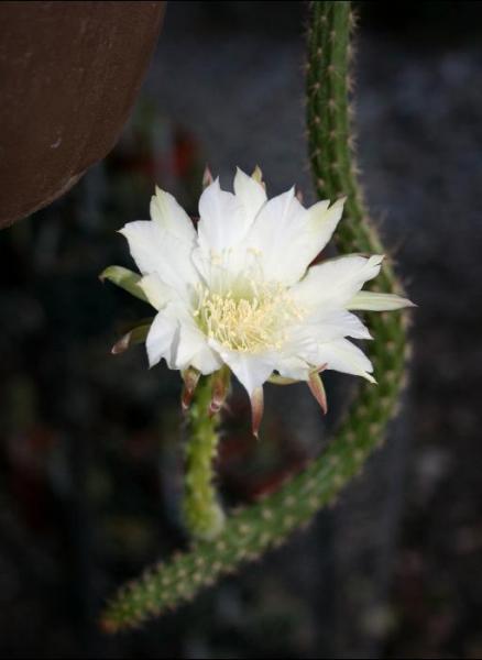 Trichocereus hahnianus 1 (2015-Sep28).JPG