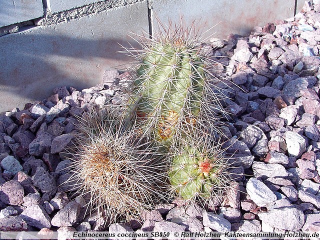 120_Echinocereus_coccineus_SB850.JPG