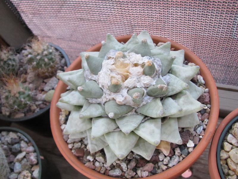 Ariocarpus retusus