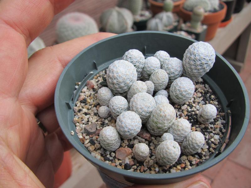 Mammillaria herrerea