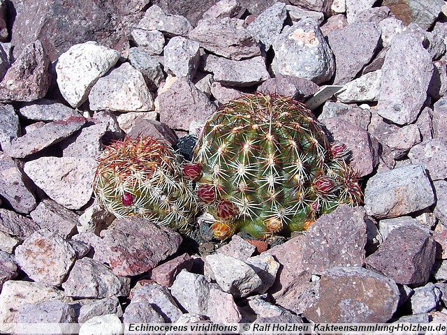 159_Echinocereus_viridiflorus.JPG