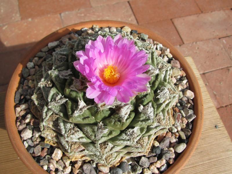 Ariocarpus fissuratus