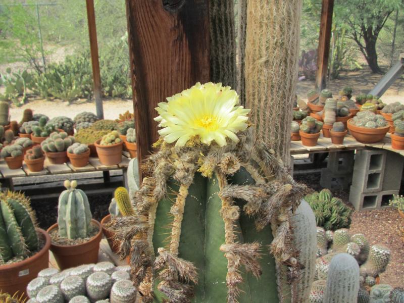 Astrophytum