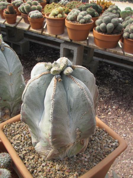 Astrophytum Myriostigma