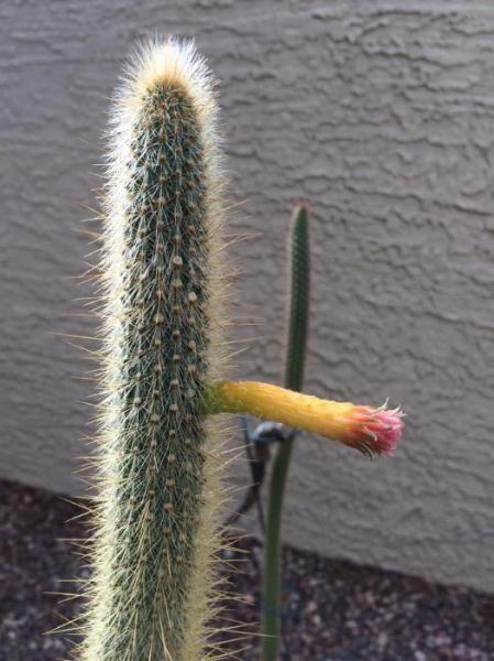 Cleistocactus palhuayensis (2015-Oct17).JPG