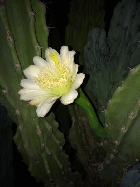 Cereus peruvianus 'Monstrose' (2015-Oct02).jpg