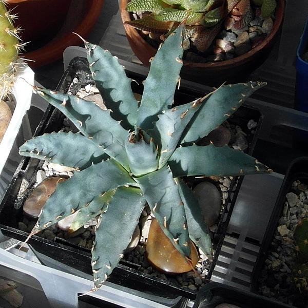 Agave utahensis v. aborispina