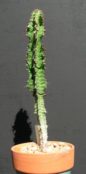 E. knobelii. Rooted cutting.