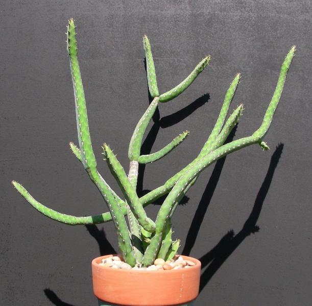 E. heterochroma. Rooted cutting.