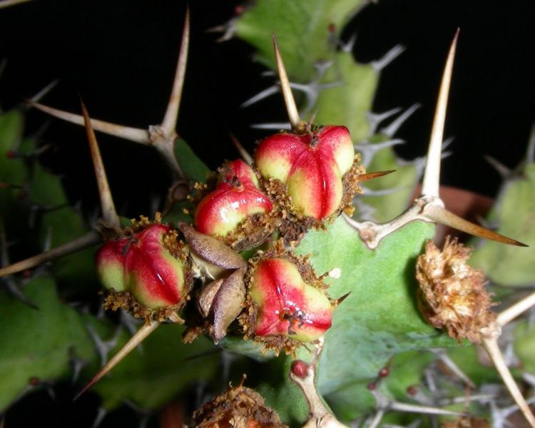 E. enormis. Detail of seed capsules.