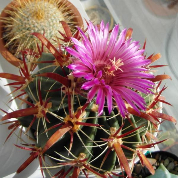 Ferocactus latispinus