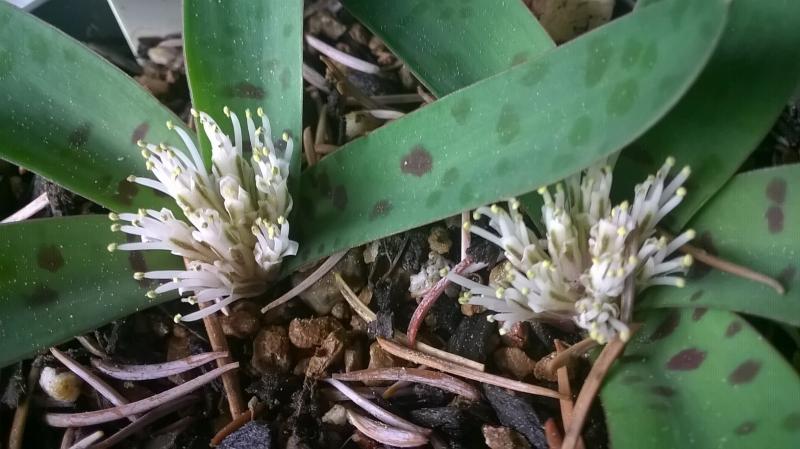 Lachenalia pusilla