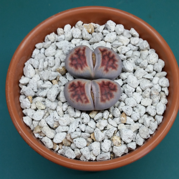 lithops_001.jpg