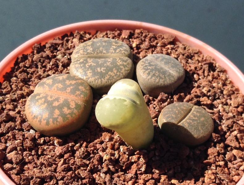 Lithops mix, from Mesagarden. 2 and half years old
