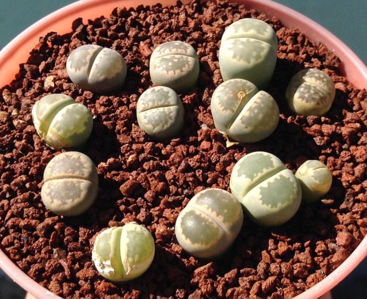 Lithops salicola