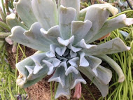 I think this is a Topsy Turvy - Echeveria - Runyonii??