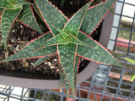 Aloe or Haworthia?