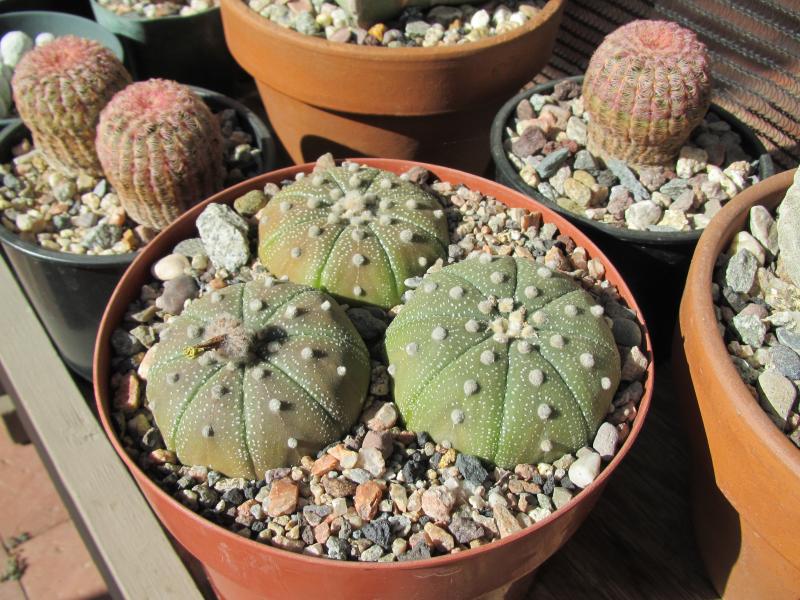 Astrophytum asterias