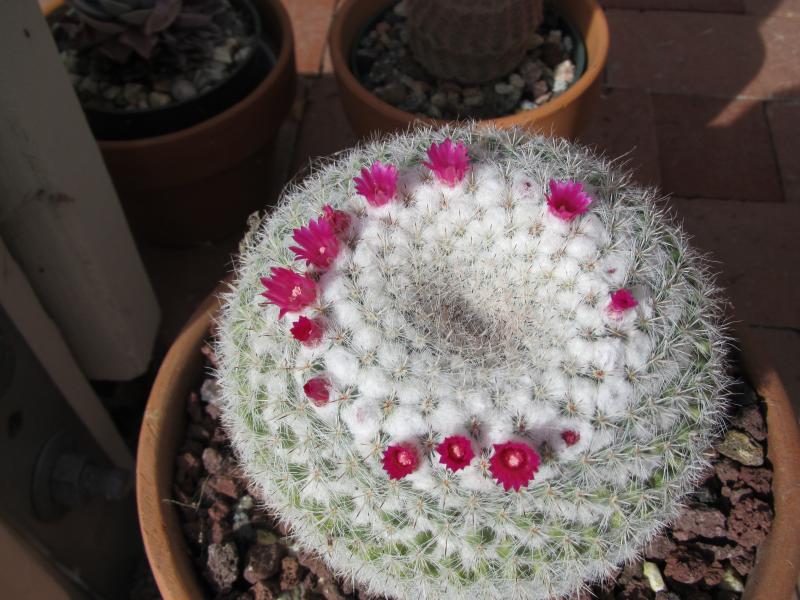 Mammillaria hahniana