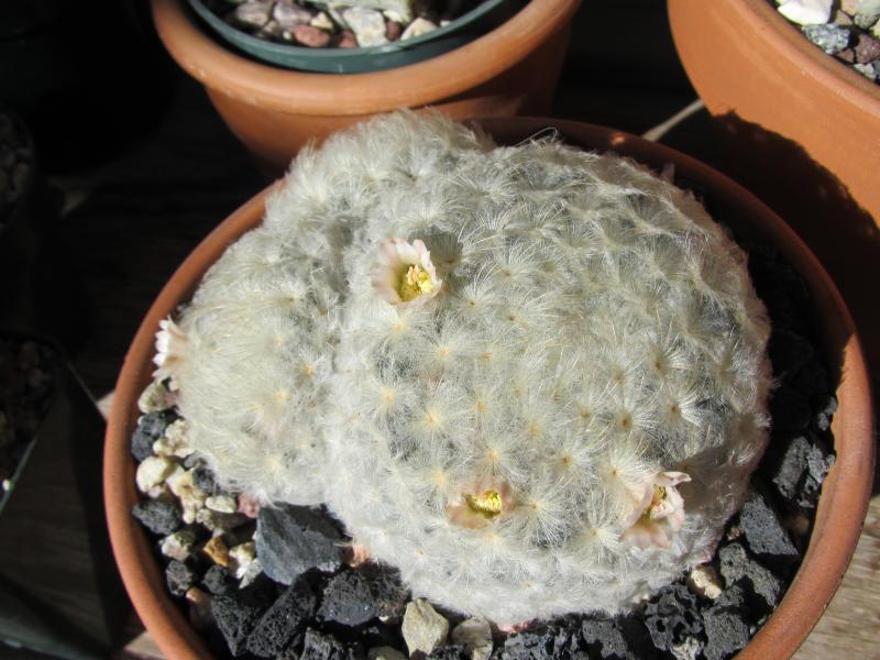 Mammillaria plumosa