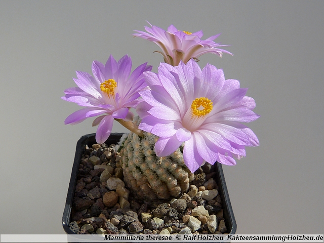 115_Mammillaria_theresae.JPG