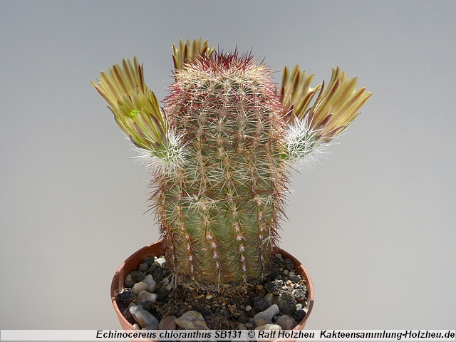 96_Echinocereus_chloranthus_SB131.JPG