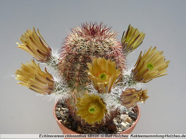 97_Echinocereus_chloranthus_SB131.JPG