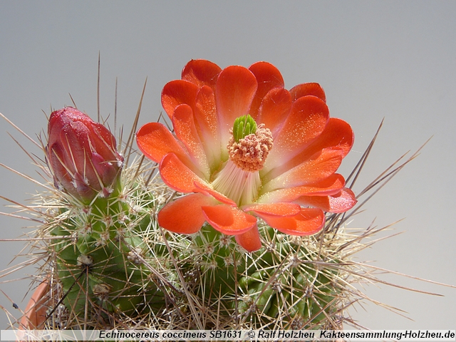 101_Echinocereus_coccineus_SB163.JPG