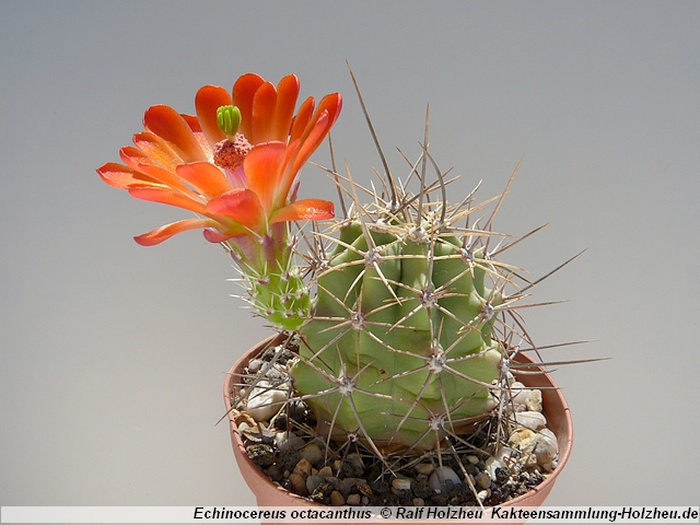 102_Echinocereus_octacanthus.JPG